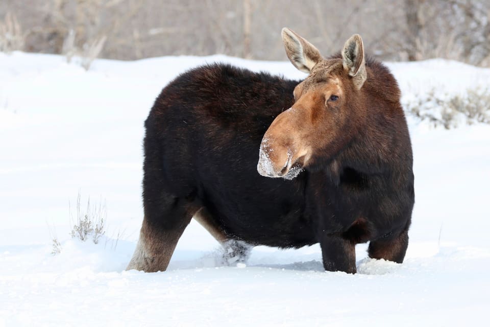 Sveaskog vill se att älgjakten i Norrbotten fortsätter långt in i december-januari för att öka avskjutningen och få ner betesskadorna på tallarna.