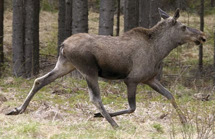 Förvaltas? Älgskötselområdena är generellt för små, bara en femtedel av vad de borde vara. Det ställer krav på samarbete mellan områden och med samhället i övrigt – något som varierade kraftigt bland de älgskötselområden som Sofia Wennberg DiGasper undersökte.