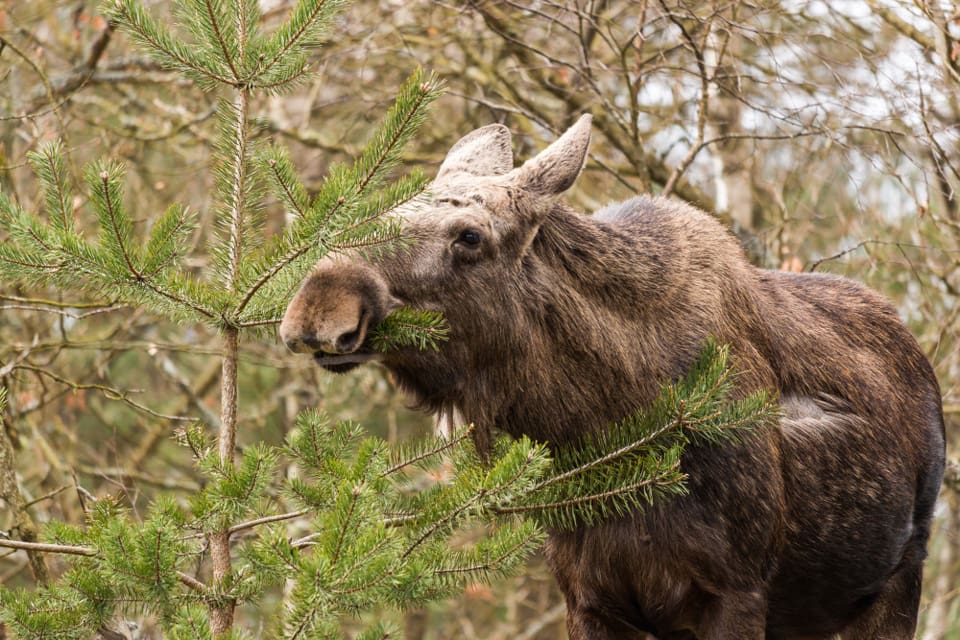 Skogsskötseln bör fokuseras på att gynna bärris. I vissa områden bör det förutom älgjakt även fällas fler rådjur och hjortar för att freda tallarna mot betesskador, hävdar en SLU-forskare.
