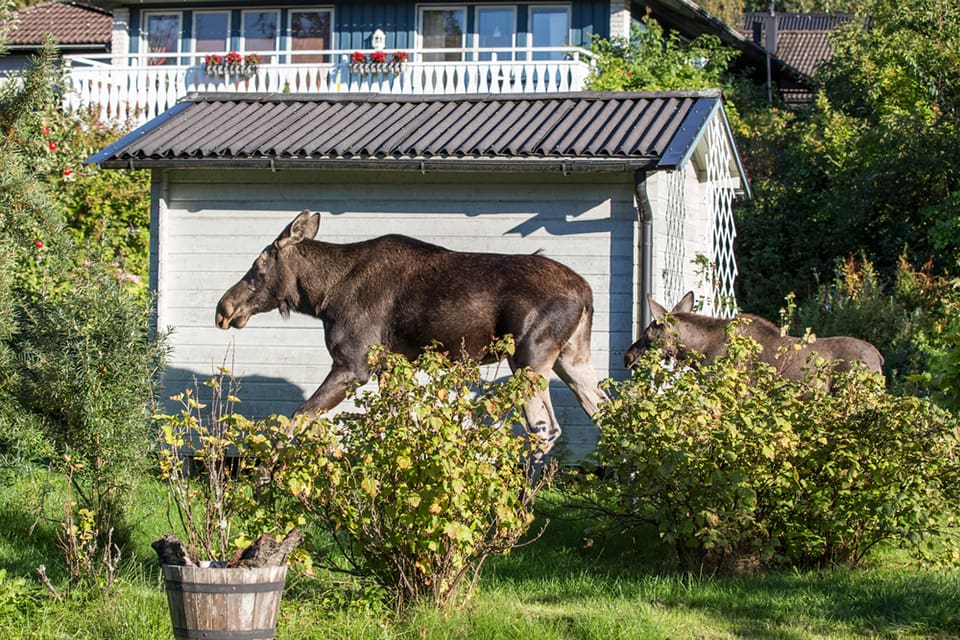 Professor Göran Ericsson hävdar att det är en myt att älgar och andra vilda djur äter sig berusade av fallfrukt på hösten. Det skulle i så fall krävas enorma mängder, menar han.
