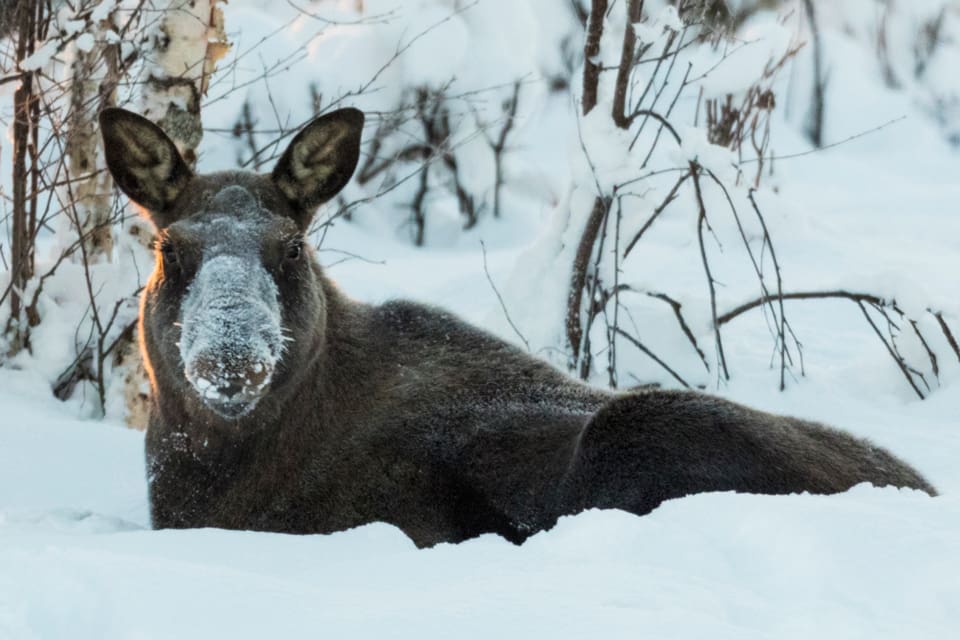 Älgen skadade bakbenen när den anföll traktorn. En eftersöksjägare avlivade den aggressiva älgen i Buddbyn i Bodens kommun. (Arkivbild)