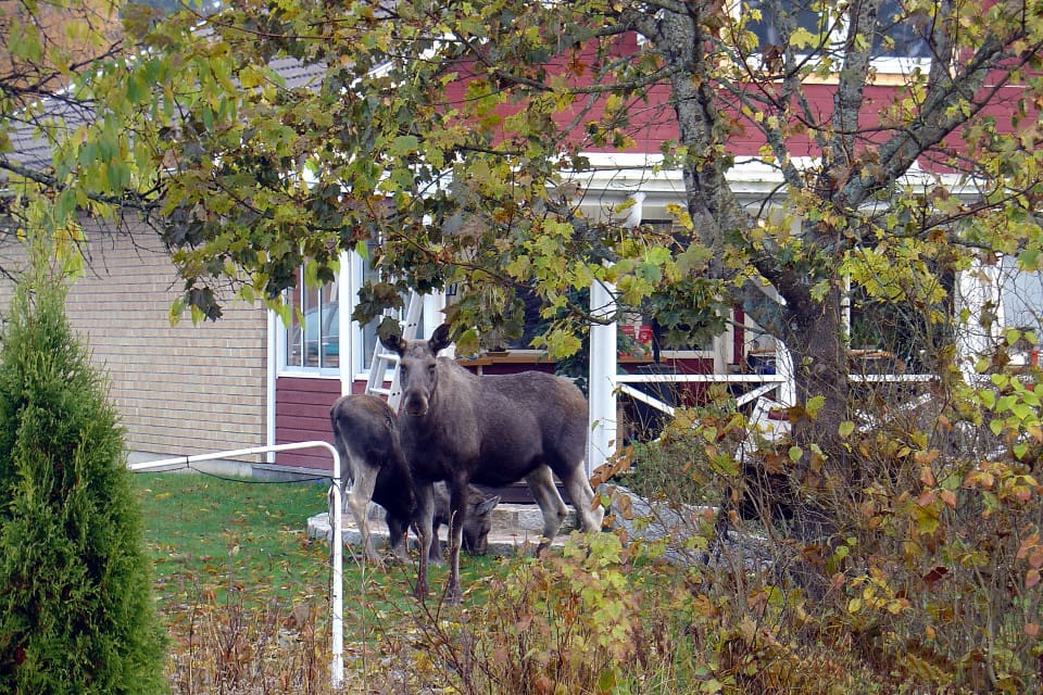 Under onsdagskvällen sköts den aggressiva älgkon med två kalvar under odramatiska former. (arkivbild)