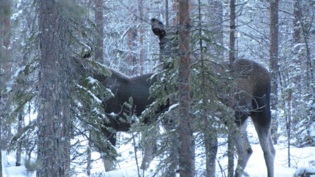 Vandringsälgarna har samlats på en udde söder om Sorsele. (arkivbild)