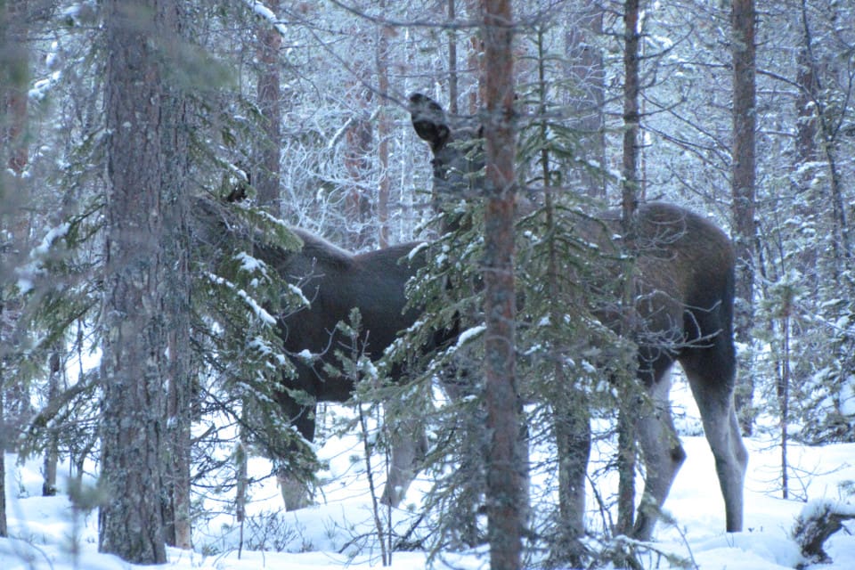 Vandringsälgarna har samlats på en udde söder om Sorsele. (arkivbild)