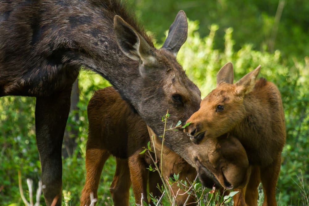Länsstyrelsen i Jämtland uppmanar människor att rapportera om de ser sjuka älgar.