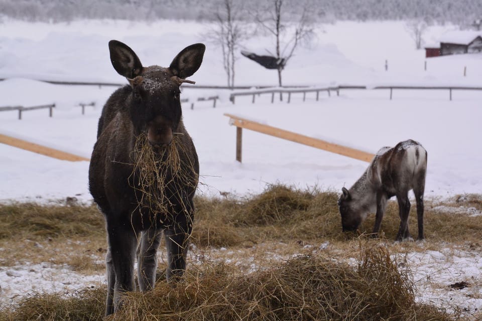 Till Ofelas islandshästar kommer både älgar och renar för att äta hö.