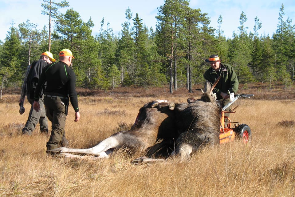 Länsstyrelsen i Dalarna har sänkt tilldelningen med nio vuxna älgar för Sörsjöns älgskötselområde. Ledamöterna i Transtrands älgförvaltningsgrupp känner sig överkörda och hoppar av i protest. (Arkivbild)