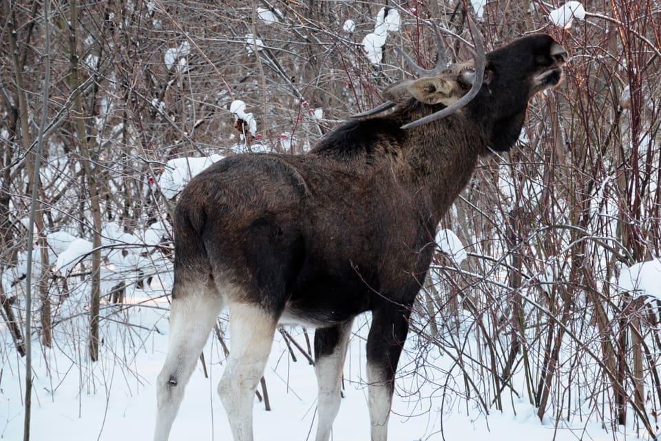 Älgen utanför Umeå lämnade kvinnan som den skadat först när polisbilar med sirenerna påslagna kom till skogspartiet där attacken inträffat. (Arkivbild)
