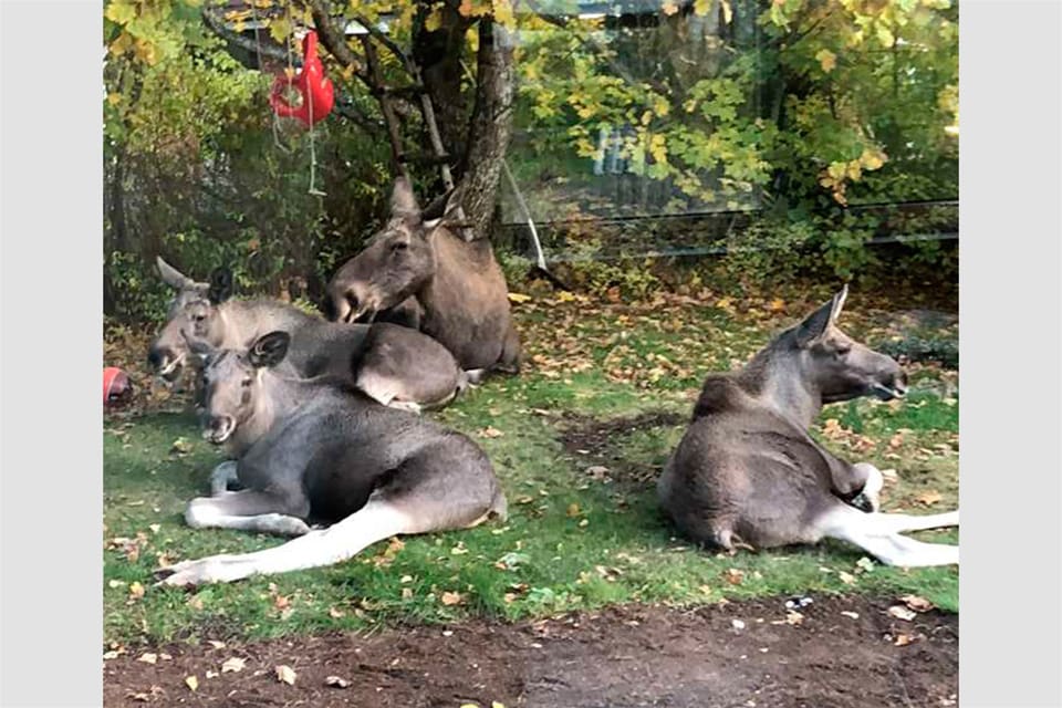 Den älgko med tre kalvar som bosatt sig i Skogstorp utanför Eskilstuna avlivades på måndagen.