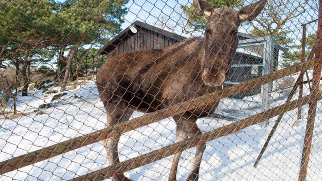 Den åtalade mannen ska ha förevisat älgar och renar för besökare. Men de tillstånd som krävs att bedriva djurpark har han inte haft. (arkivbild)