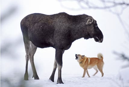 En ensam hund skäller på en älg. Om vargen kommer blir hunden ett lätt byte. Skulle den ha större chanser att överleva om den jagade tillsammans med en annan hund? 