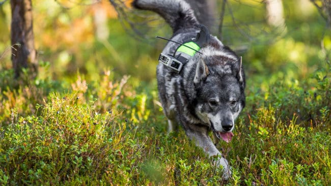 Älghundklubbens samarbete om hundförsäkringar med Svedea ger bland annat rabatt på premierna, slopad självriskkostnad om älghunden skadas av en älg och mer pengar till klubbens avelsarbete. Totalt 30 000 älghundar berörs av avtalet med Svedea.