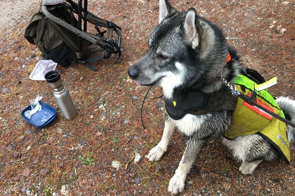 Det var en älgjägare på ett markpass vid en väg i Herrgårdsberg som i fredags sköt en varghanne med två skott för att freda en jämte. Det var ett regelrätt paragraf 28-fall, enligt länsstyrelsens besiktning. (Arkivbild)