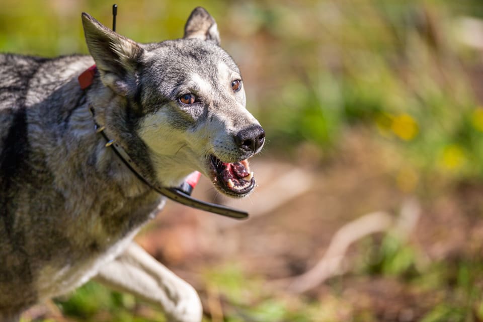 Jämthundstiken jagades av två vargar utanför Voxnabruk. Vid paragraf 28-skottet, som dödade en varghanne, passerade kulan nära öronen på hunden. (Arkivbild)