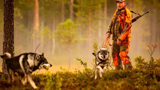 Jägare som jagar på Stora Ensos marker kritiserar att hundförare får gå in på grannmarker som tillhör bolaget och fälla älg. Att Stora dessutom bakat in fällavgifterna i jaktarrendet väcker också kritik och ses som försök att pressa fram ”älgutrotning”. (Arkivbild)