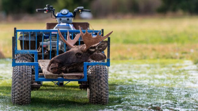 Jaktkvoterna på älg och hjort ökar med 80 procent i 15 kommuner i Nordfjella-området i Norge för att minska risken för spridning av avmagringssjukan CWD.