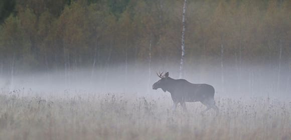 Jägare i Örnsköldsviks älgförvaltningsgrupp vill bromsa den fortsatta älgjakten, då de anser att stammen är för liten.