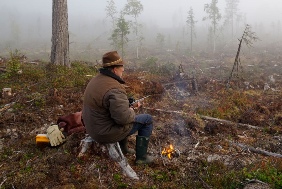 En älgjägare i Svängsta-trakten är polisanmäld för att ha fällt en älgko när det bara var kalv och tjur på tilldelningen. (Arkivbild)