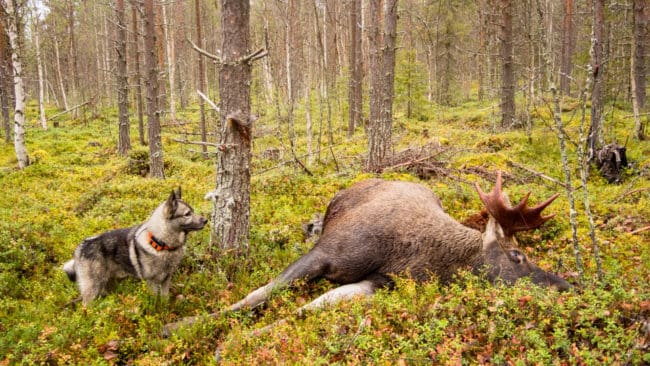 På grund av värmen är användning av hund vid jakt och hundträning efter vildsvin och älg förbjuden i Kalmar län under augusti och september.