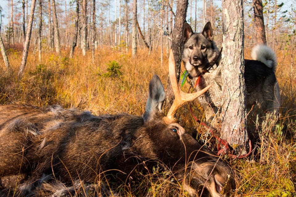 Skogssällskapets viltexpert vill inte att den rekordtorra sommaren ska resultera i lägre avskjutning i årets älgjakt. Dessutom bör fler kalvar än vanligt fällas, anser experten.