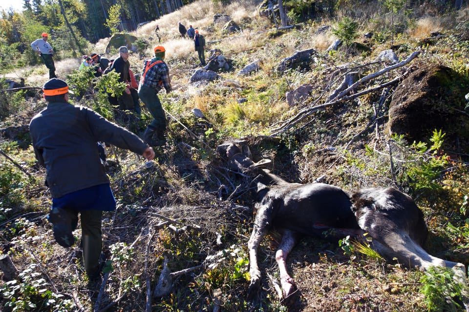 – Vi har inget kylrum där vi kan hänga älgen tills svaret kommer, säger jägaren Tor Westerlund. (arkivbild)