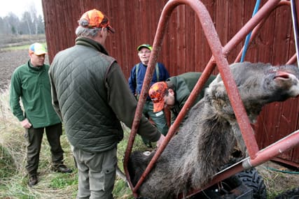 Kritik mot ny älgjakt. Jägarnas Riksförbund har flera invändningar mot det nya älgjaktsystem som införs 1 januari 2012.