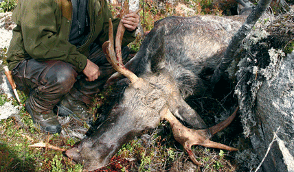 Diskrimineringen av dem som jagar älg små marker fortsätter. Dessa jägare ska naturligtvis tillåtas lägga ihop alla sina marker inom hela det aktuella älgförvaltningsområdet, skriver debattören Sture Nilsson.