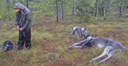 SCA sår split i jägarleden. Avskjutningskraven höjs jägarna tvingas att skjuta fullt. De som inte lyckas kommer att få se andra jägare på sina områden.