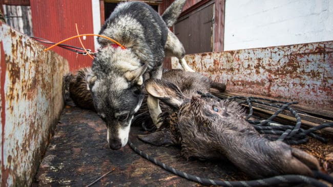 Älgstammen i Västerbotten har minskat från cirka 40 000 älgar i Västerbotten till omkring 34 700 älgar. När älgjakten startar den 7 september har därför avskjutningsmålet skruvats ned till 12 904 älgar.