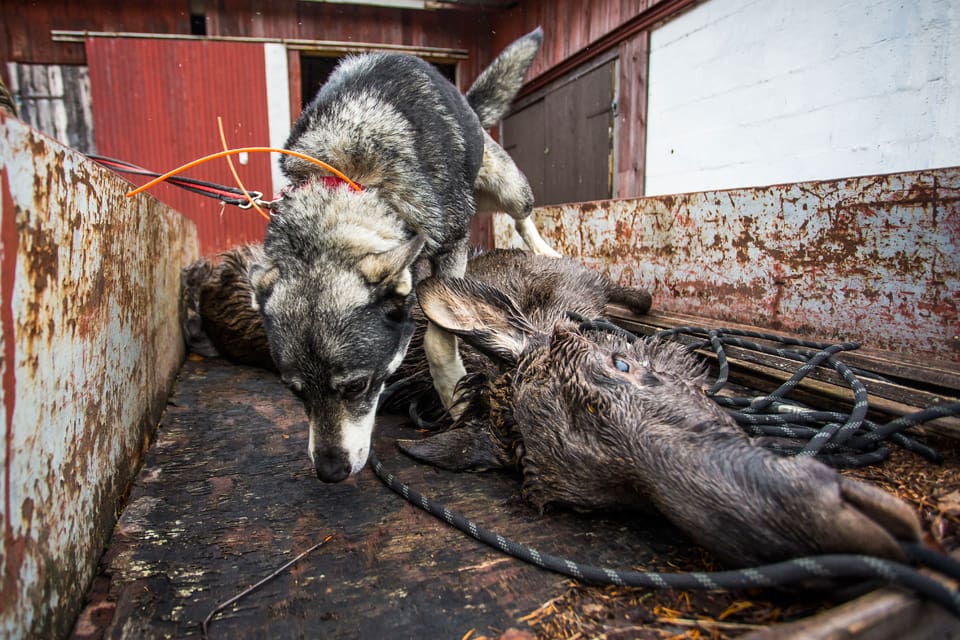 Älgstammen i Västerbotten har minskat från cirka 40 000 älgar i Västerbotten till omkring 34 700 älgar. När älgjakten startar den 7 september har därför avskjutningsmålet skruvats ned till 12 904 älgar.