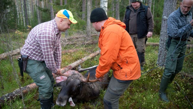 De som har septemberjakt på älg i Gävleborgs län får redan i höst två extra jaktdagar efter brunstuppehållet för att hålla ner betesskadorna i skogen.