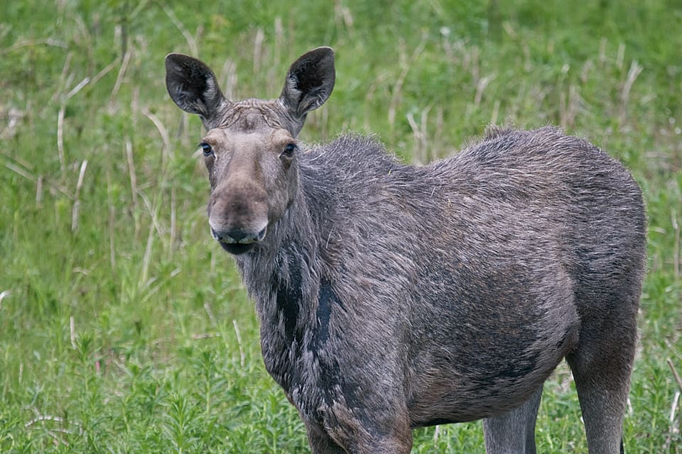 En älgkalv blev påkörd tre gånger på centrala Hisingen på tisdagen. Den tycks ändå ha klarat sig. (Arkivbild)