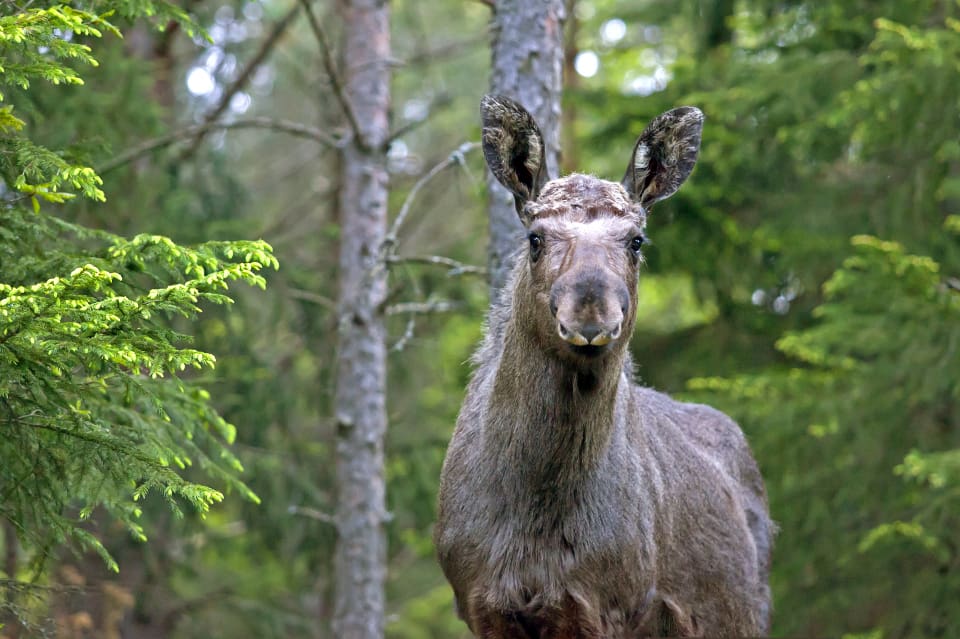 Om fodermängden totalt sett är för liten är det älgen som drar det kortaste, skriver Jägarnas Riksförbund distrikt Kronoberg.