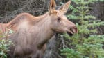 En bommad älgkalv i Kalmar län har malts i byråkratins kvarnar med resultat att Naturvårdsverket upphäver länsstyrelsens beslut att kalven ska räknas bort från tilldelningen.