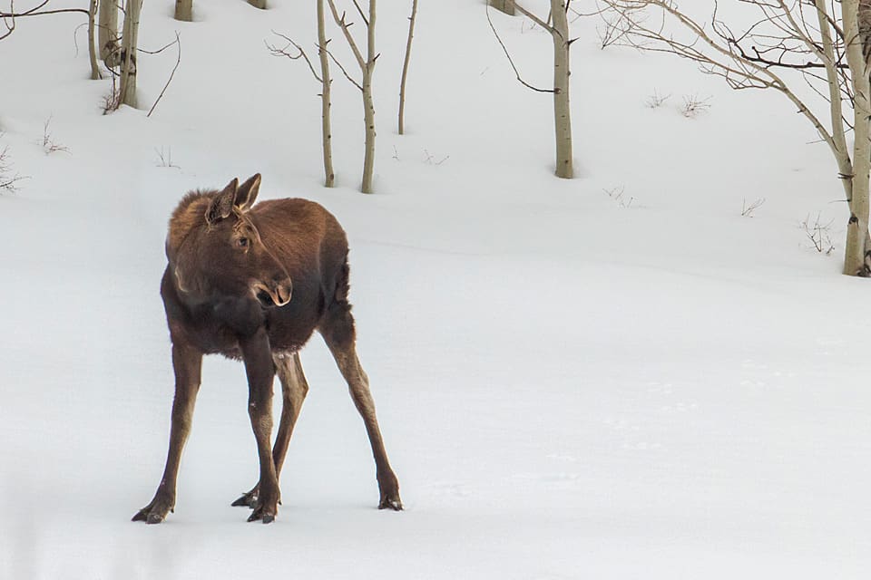 En grupp långfärdsskridskoåkare räddade en älgkalv som halkade runt på isen. (Arkivbild)