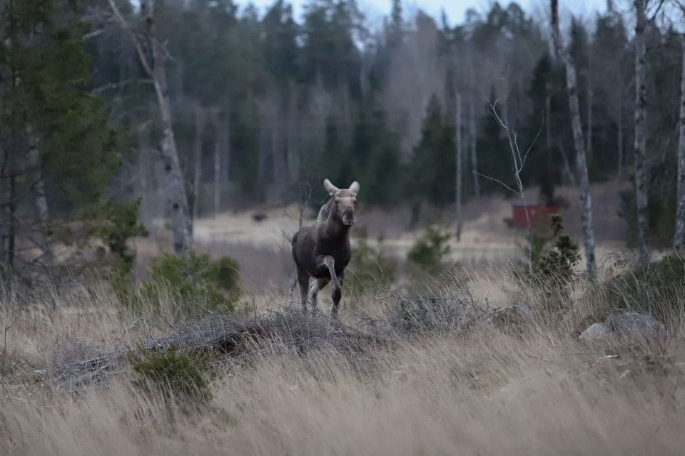 Enligt Länsstyrelsen är det ökad jakt som är orsaken till att älgstammen i Gävleborg minskat.