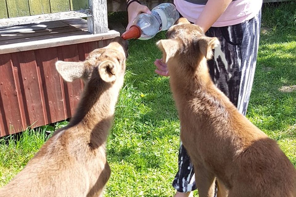 Älgkalvarna Agnes och Nora flaskmatas var tredje timme. Råmjölken är nu utbytt mot vanlig mjölk.
