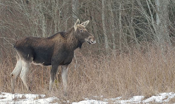Hittills har älgavskjutningen i Värmland varit rekordlåg och kvoten förväntas att inte uppnås. Orsaken tros vara vargens utbredning.