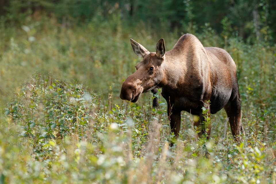 Nu finns en manual för hur samarbete och dialog ska bli bättre mellan skogsägare och jägare när det gäller älgförvaltning.