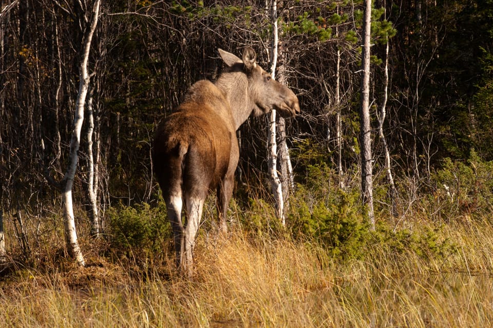 En till älg med CWD har upptäckts i Norge. Den här gången är det en älgko nära Jämtland. (Arkivbild)