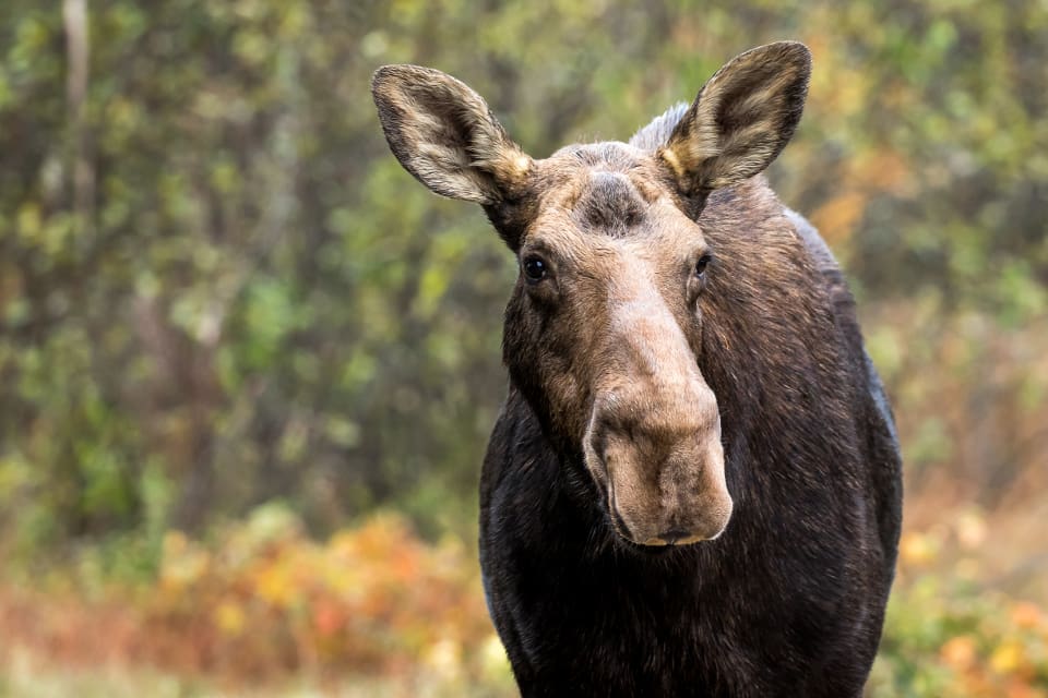 Älgkon påträffades under vanlig jakt och avlivades på grund av onormalt uppträdande. (arkivbild)
