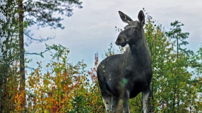 Björn Wennerström på Åmåls kommun har tidigare förklarat att kommunens tjänstemän inte har sett det som jaktlaget gör som regelrätt jakt, utan som en tjänst. Jägarna har hållit motionsspåren fria från älgar, genom att driva över dem på angränsande mark.