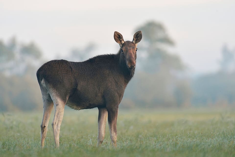 Älgarna är på frammarsch i Tyskland, där det ska tas fram en älgförvaltningsplan.