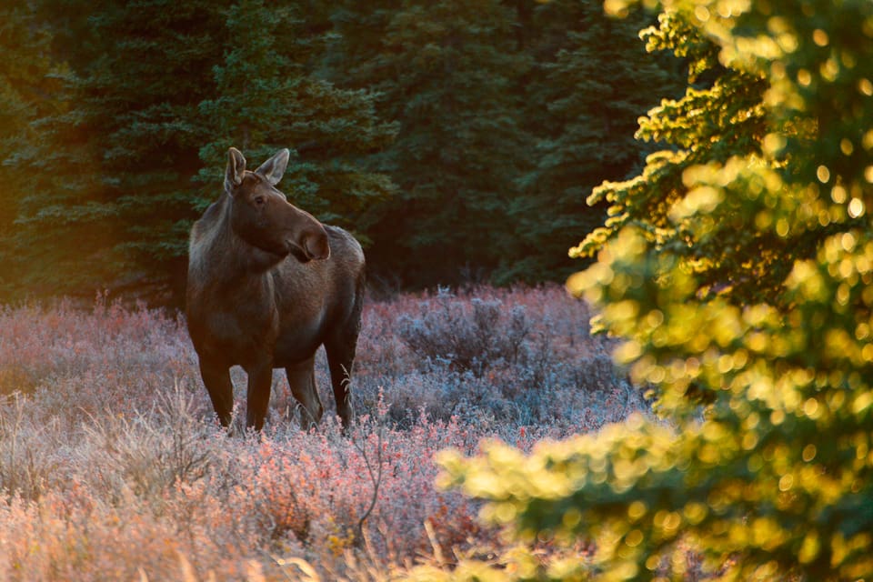 Flera jaktlag i Blekinge kommer att starta jaga älg två veckor senare än vanligt, så att älgarna hinner brunsta färdigt.