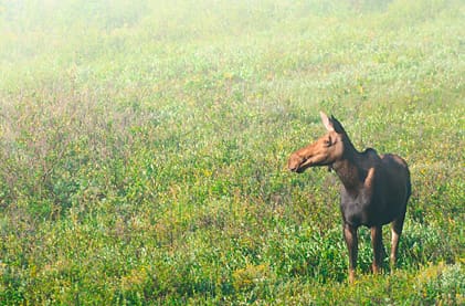 För att undvika störningar vid brunsten flyttar skånska jägare fram jaktstarten med två veckor.
