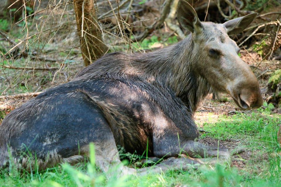 En till äldre älgko med CWD har påträffats i Finland. Men i Finland kallas det för prionsjukdomen TSE för att undvika förväxling med den smittsamma varianten avmagringssjukan CWD. (Arkivbild)