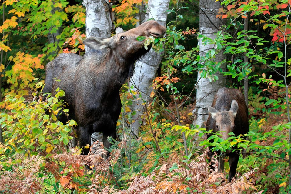 Skogsägaren i Falköping får inte skyddsjaga en älgko och hennes kalvar som äter av hans tallar. (Arkivbild)