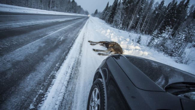 Viltolyckorna, speciellt med älg, har ökat på grund av den ovanligt snöiga vintern. Enligt viltsamordnaren Joakim Lundqvist, polisregion Nord, finns det skäl att tacka landets eftersöksjägare, utan dem hade situationen varit ännu värre.