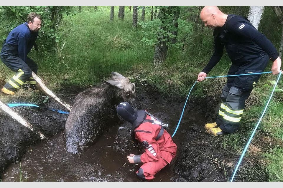 Under en timme kämpade räddningsstyrkan för att med hjälp av spännband, störar och en fyrhjuling få upp älgtjuren.