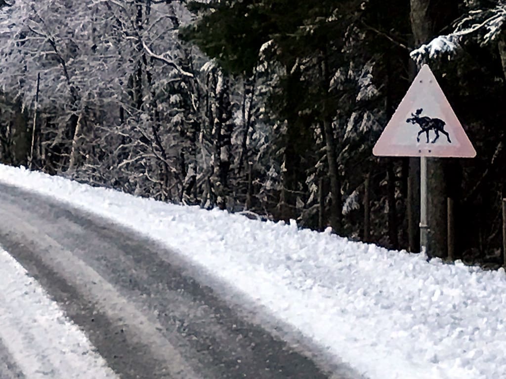Vanliga, statiska viltvarningsskyltar reagerar bilister sämre på, än de dynamiska som uppfångar viltets rörelser och signalerar med ljus att sträckan kan vara farlig.
